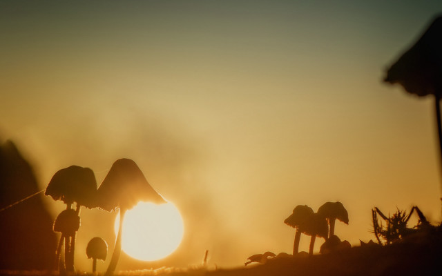 Mushrooms field sunset trees microscopic free wallpaper for desktop - medium preview image