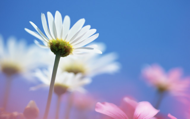 Flower sky macro blurry field free wallpaper for desktop - medium preview image