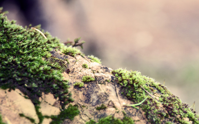 Mossy rock closeup green plants free wallpaper for desktop - medium preview image