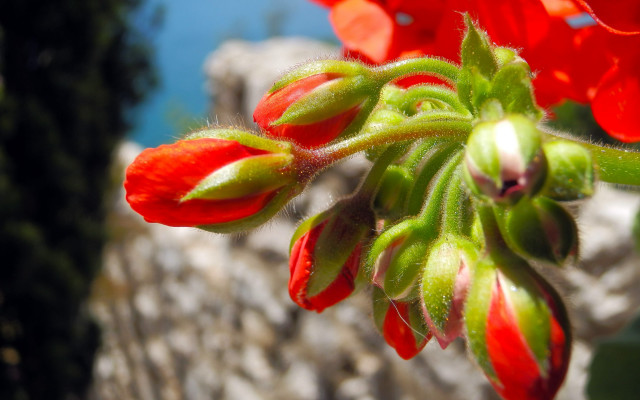 Red flower macro blurry background free wallpaper for desktop - medium preview image