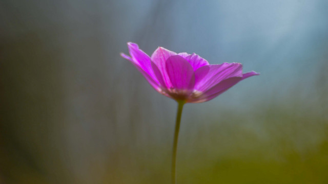 Pink flower macro shallow depth #4 free wallpaper for desktop - medium preview image