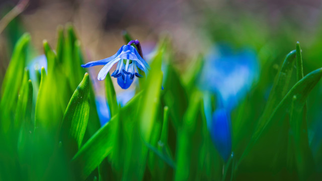 Blue flower green grass background free wallpaper for desktop - medium preview image