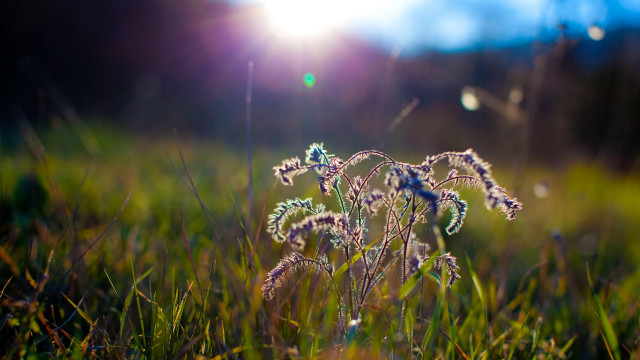 Sunlit field grass flowers bokeh free wallpaper for desktop - medium preview image
