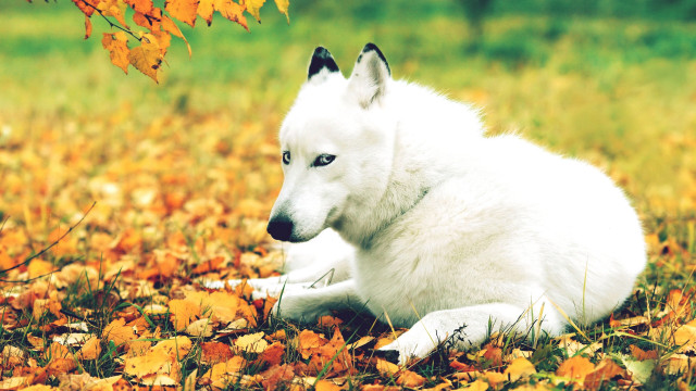 White dog autumn field leaves free wallpaper for desktop - medium preview image