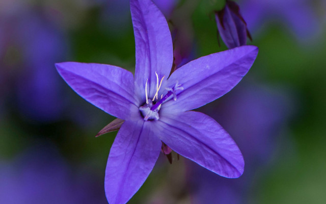 Purple flower macro fairy butterfly free wallpaper for desktop - medium preview image