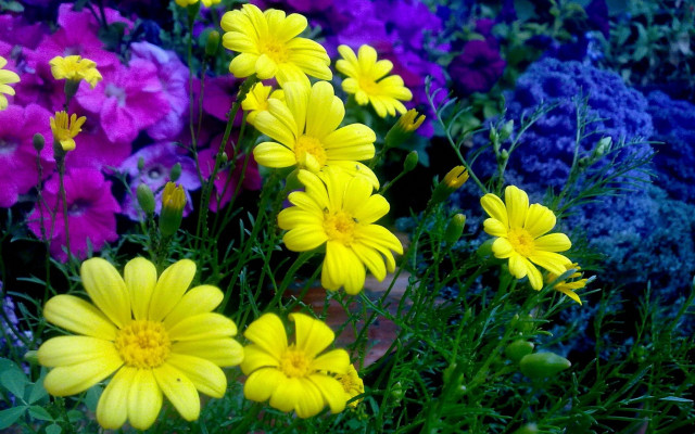 Flowers in field purple yellow free wallpaper for desktop - medium preview image