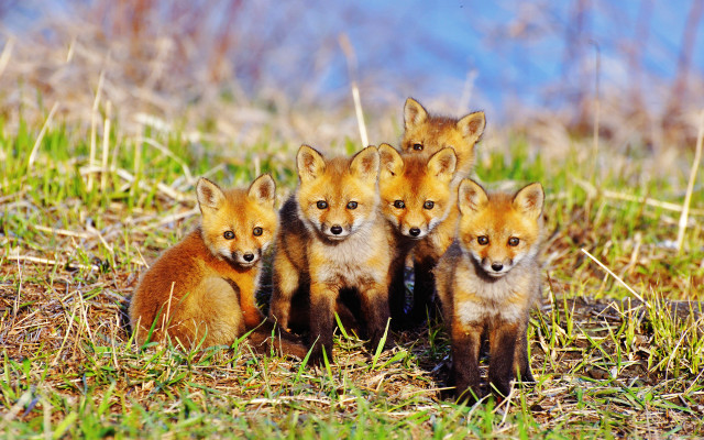 Foxes field forest wildlife nature free wallpaper for desktop - medium preview image
