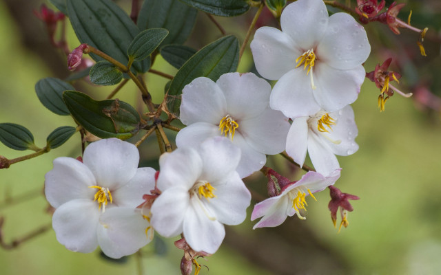 White flowers green leaves blurry free wallpaper for desktop - medium preview image
