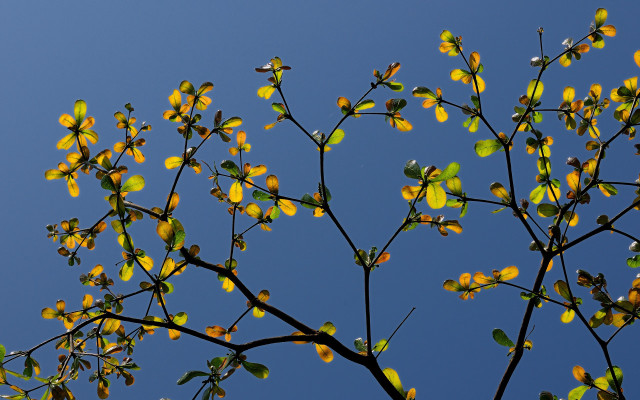 Tree yellow leaves blue sky #2 free wallpaper for desktop - medium preview image