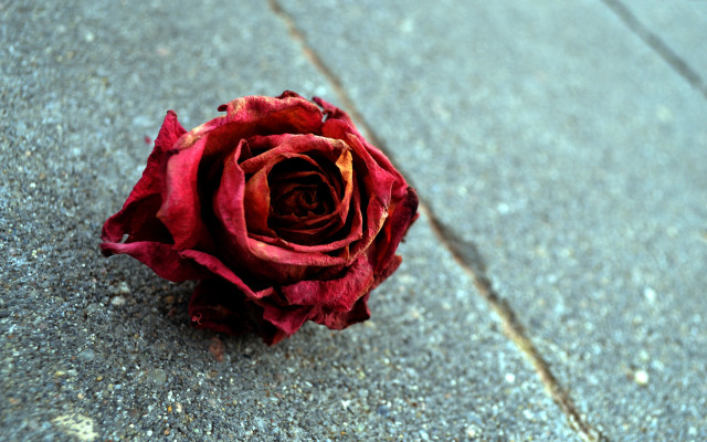 Red rose city sidewalk decay free wallpaper for desktop - medium preview image