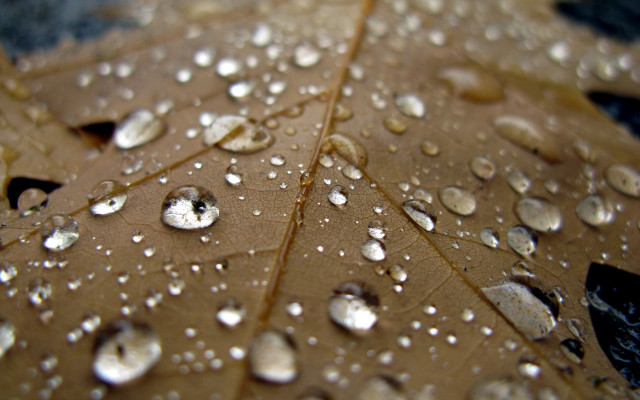 Brown leaf water drops macro free wallpaper for desktop - medium preview image