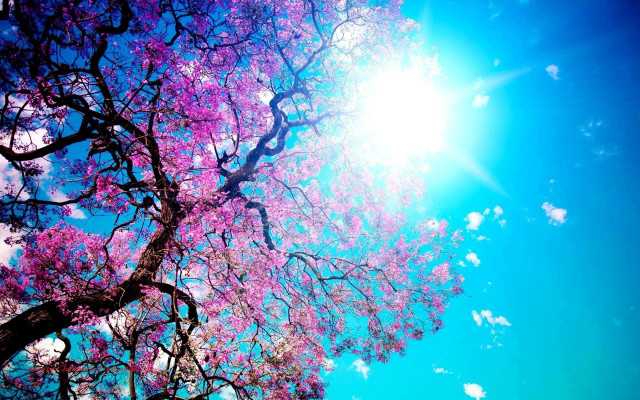 Purple flower tree sun blue free wallpaper for desktop - medium preview image