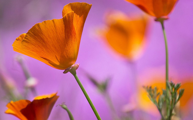 Flowers purple background yellow petals free wallpaper for desktop - medium preview image
