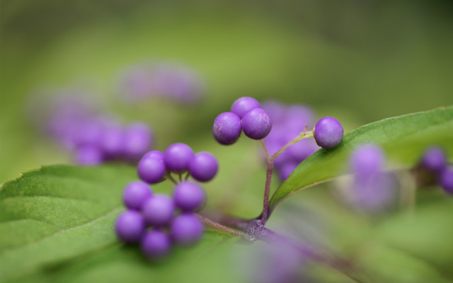 Purple flower closeup macro bokeh #2 free wallpaper for desktop - medium preview image