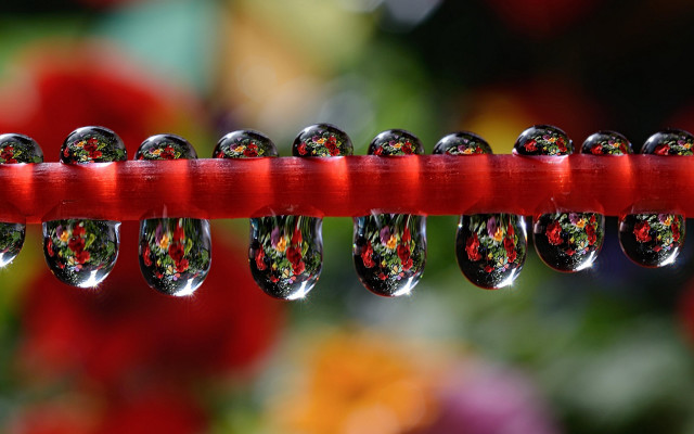 Red stick water droplets flower free wallpaper for desktop - medium preview image