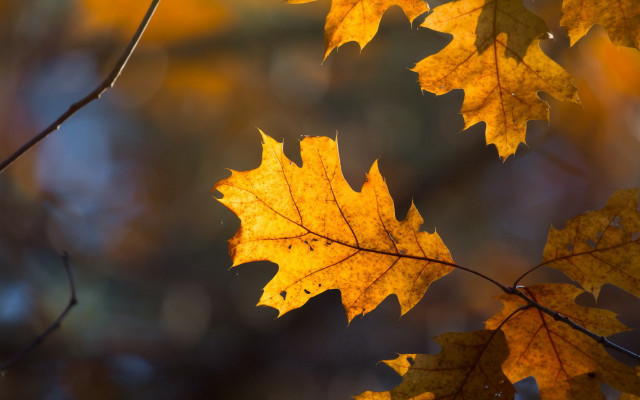 Leaf branch autumn macro blurry free wallpaper for desktop - medium preview image