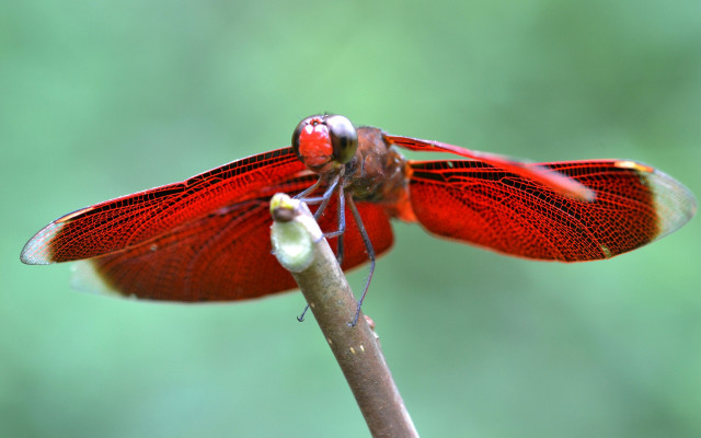 Red dragonfly branch green background free wallpaper for desktop - medium preview image