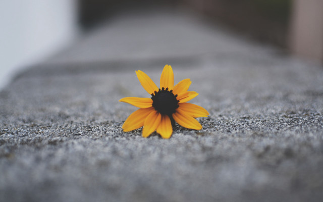 Yellow flower cement slab cloudy free wallpaper for desktop - medium preview image