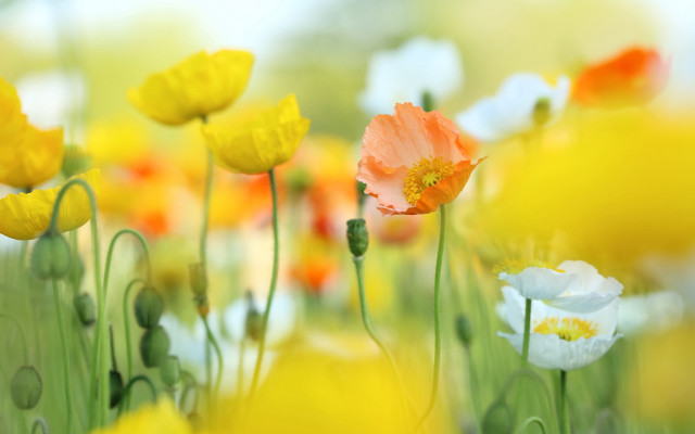 Flower field bokeh yellow white free wallpaper for desktop - medium preview image
