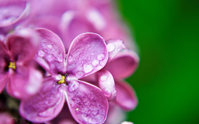 Purple flower water droplets macro #7 free wallpaper for desktop - medium preview image