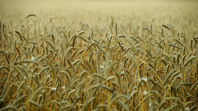 Wheat field tiltshift grain magiccircle free wallpaper for desktop - medium preview image