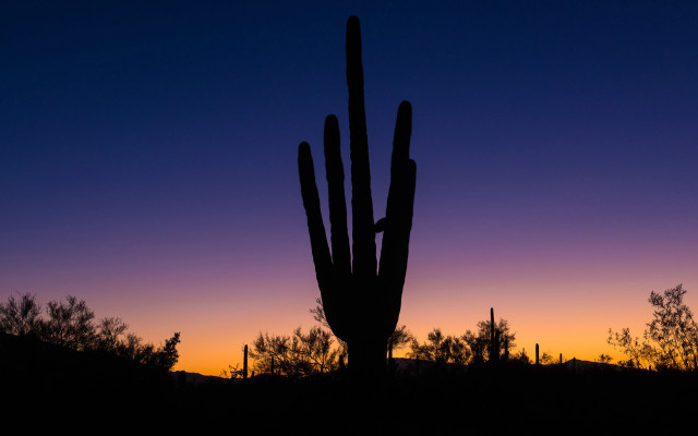 Cactus silhouette purple blue sunset free wallpaper for desktop - medium preview image