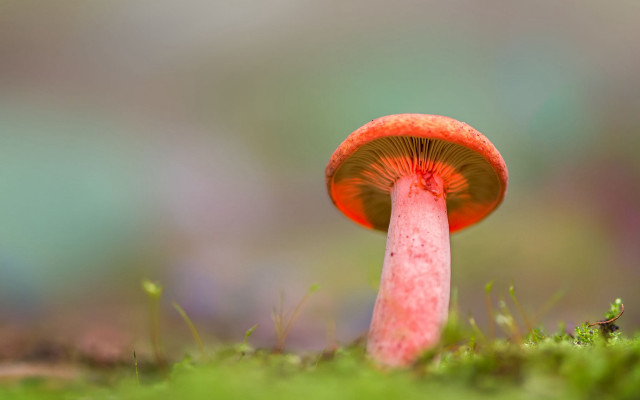 Red mushroom green grass bug free wallpaper for desktop - medium preview image