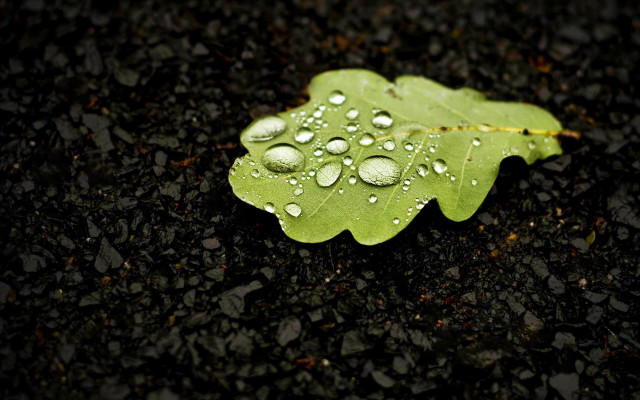 Green leaf water droplets black #12 free wallpaper for desktop - medium preview image