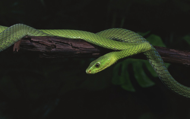 Green snake branch dark cobra free wallpaper for desktop - medium preview image