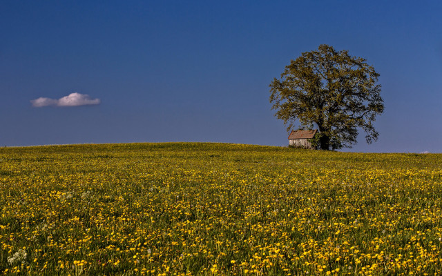 Lone tree yellow flowers house free wallpaper for desktop - medium preview image