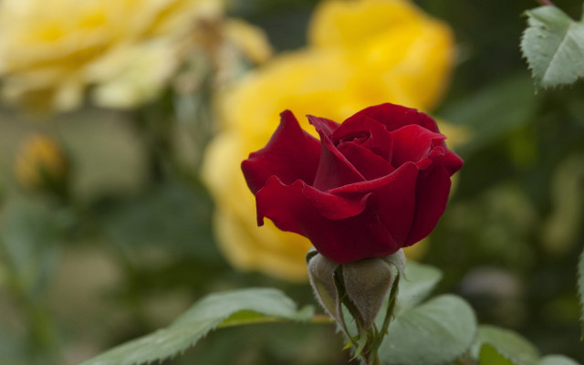 Red rose yellow background bokeh free wallpaper for desktop - medium preview image
