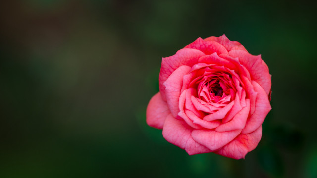 Pink rose garden macro shallow free wallpaper for desktop - medium preview image