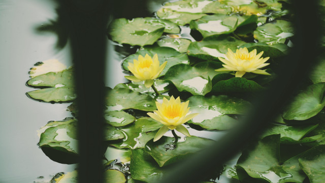 Pond water lilies leaves reflection free wallpaper for desktop - medium preview image