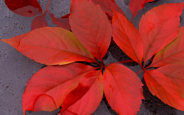Red leaves cement puddle autumn free wallpaper for desktop - medium preview image