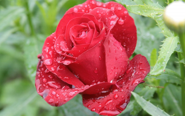 Red rose water droplets macro #22 free wallpaper for desktop - medium preview image