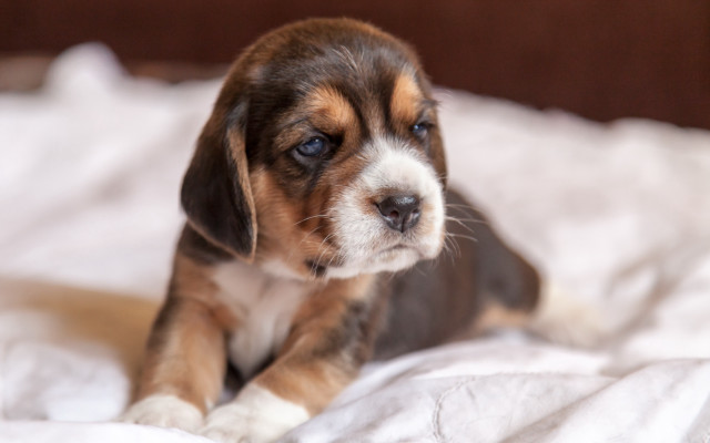Puppy sad eyed bed cute free wallpaper for desktop - medium preview image