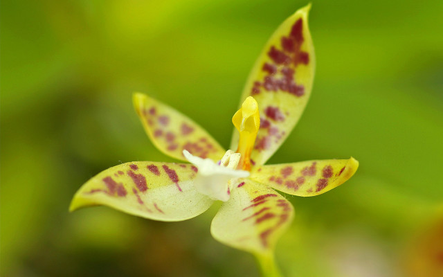 Yellow red flower macro blurry free wallpaper for desktop - medium preview image