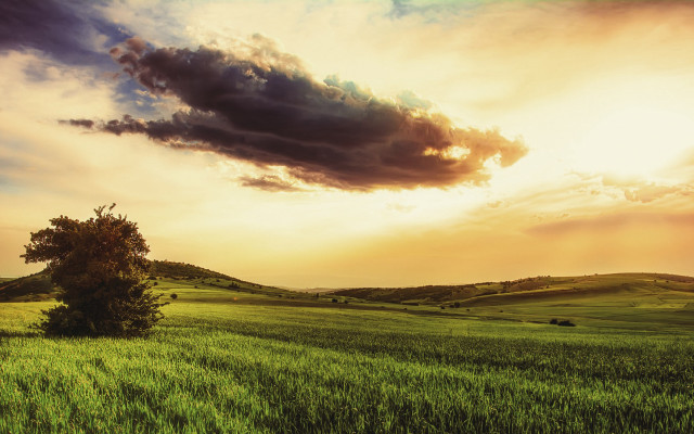 Field tree sky sunbeam landscape free wallpaper for desktop - medium preview image