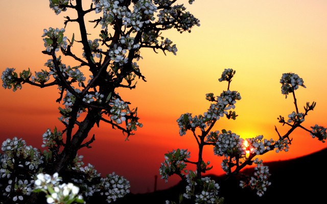 White flowered tree sunset bamboo free wallpaper for desktop - medium preview image