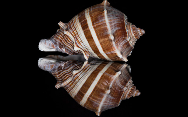 Sea shell reflection macro pearlescent free wallpaper for desktop - medium preview image