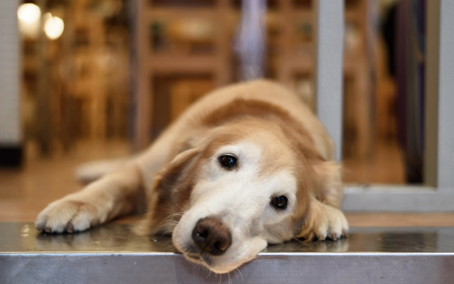 Dog metal table room glass free wallpaper for desktop - medium preview image