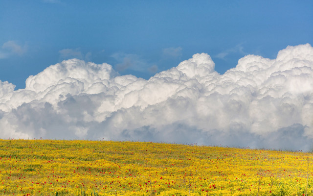 Horse clouds field sunset scene free wallpaper for desktop - medium preview image