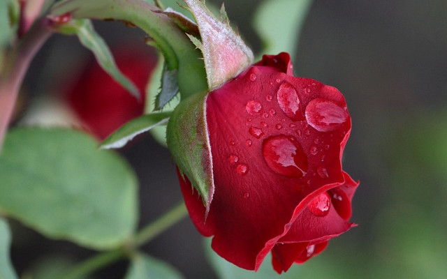 Red rose water droplets macro #15 free wallpaper for desktop - medium preview image