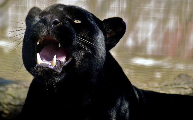 Black panther yawning growling digital free wallpaper for desktop - medium preview image