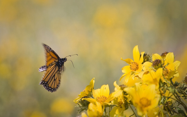 Butterfly yellow flower field macro free wallpaper for desktop - medium preview image