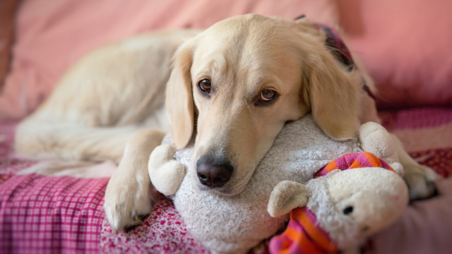 Shiba inu dog bed stuffed free wallpaper for desktop - medium preview image