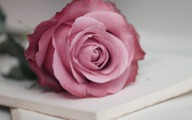 Pink rose white shelf art free wallpaper for desktop - medium preview image