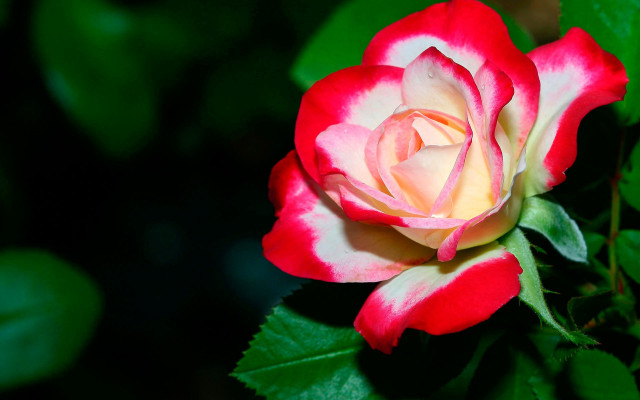 Red white rose green leaves free wallpaper for desktop - medium preview image