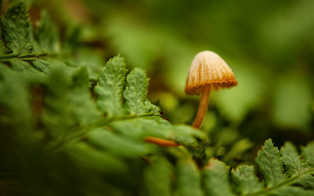 Small yellow mushroom green leaf free wallpaper for desktop - medium preview image