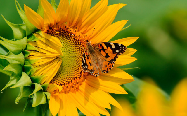 Butterfly sunflower field summer vibrancy free wallpaper for desktop - medium preview image